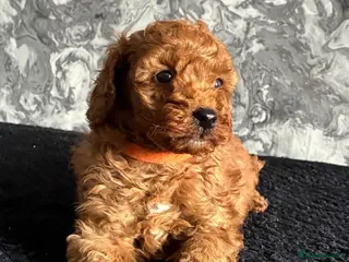 Miniature Poodle dogs Stunning 3rd Generation Red Minature Poodles - Advert 5