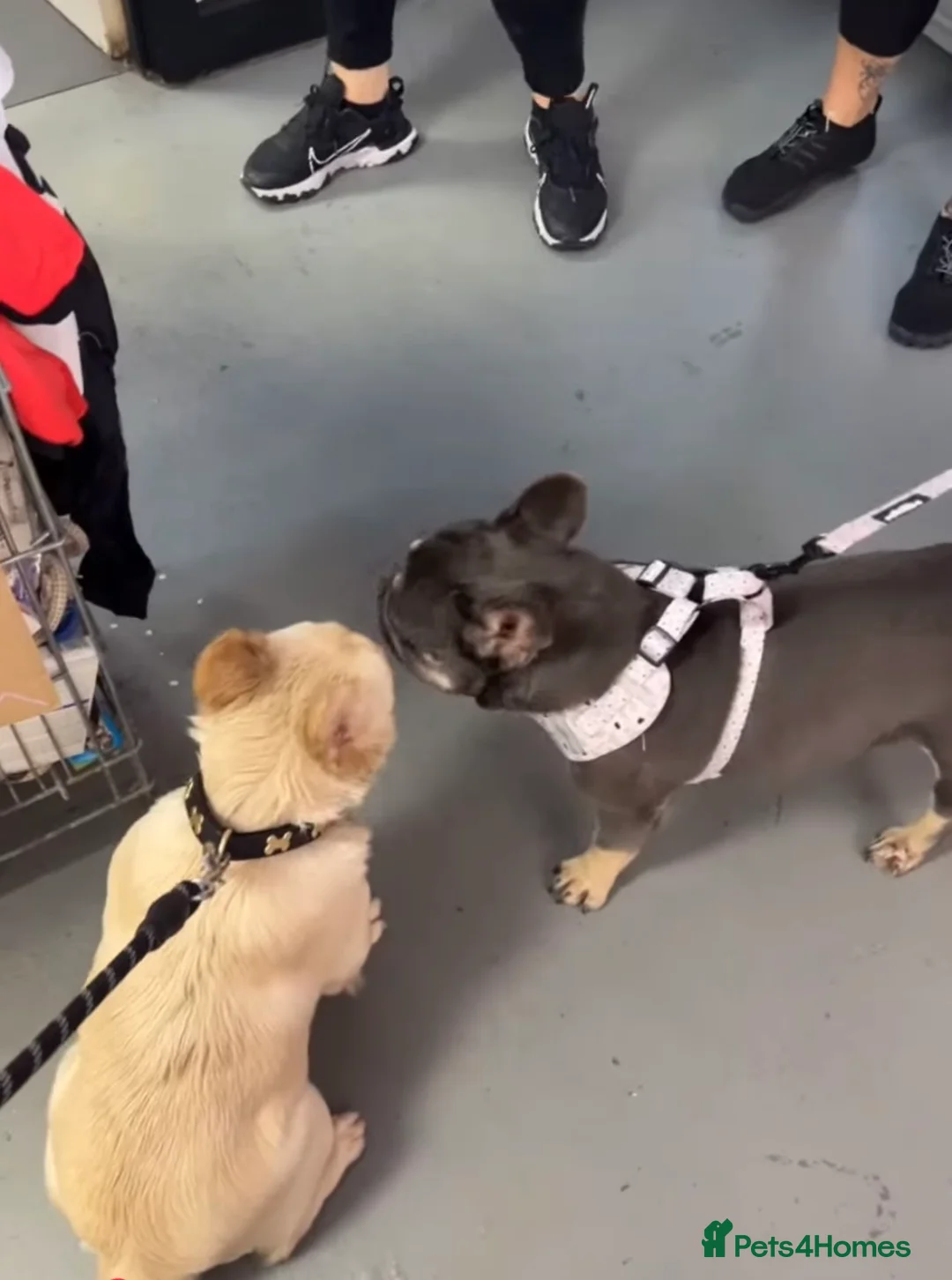 French Bulldog dogs for sale: FRENCHBULLDOG-FLUFFY CARRIERS in Wakefield - Advert 2