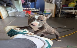 English Bull Terrier dogs for sale: English bull terrier cross staffys - Image 22