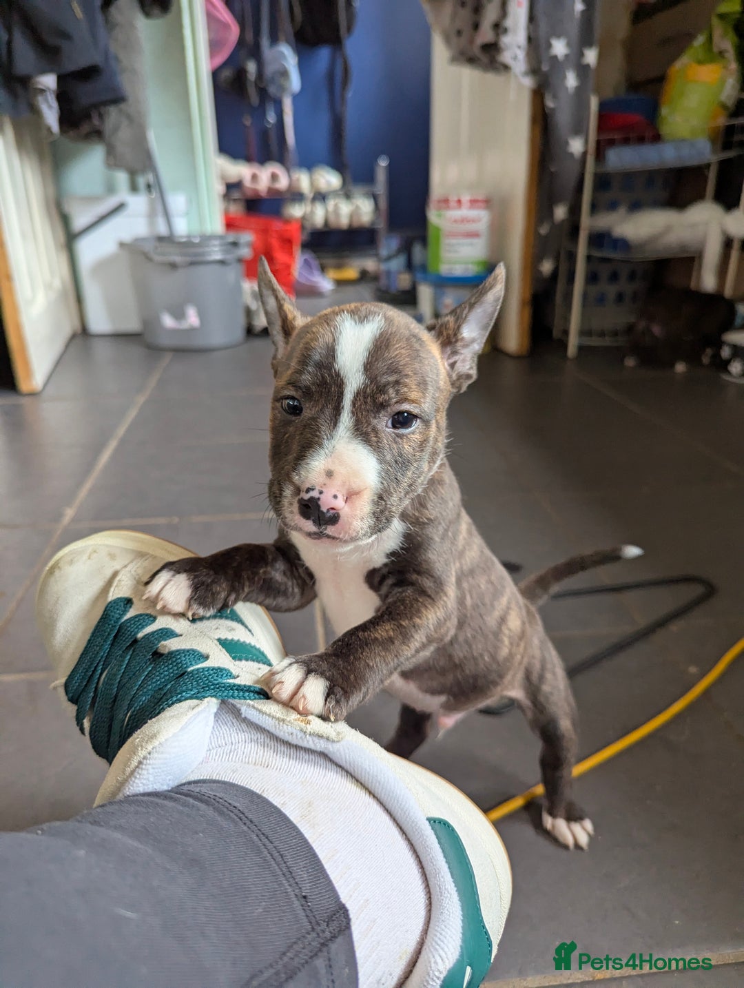 English Bull Terrier dogs for sale: English bull terrier cross staffys - Image 22