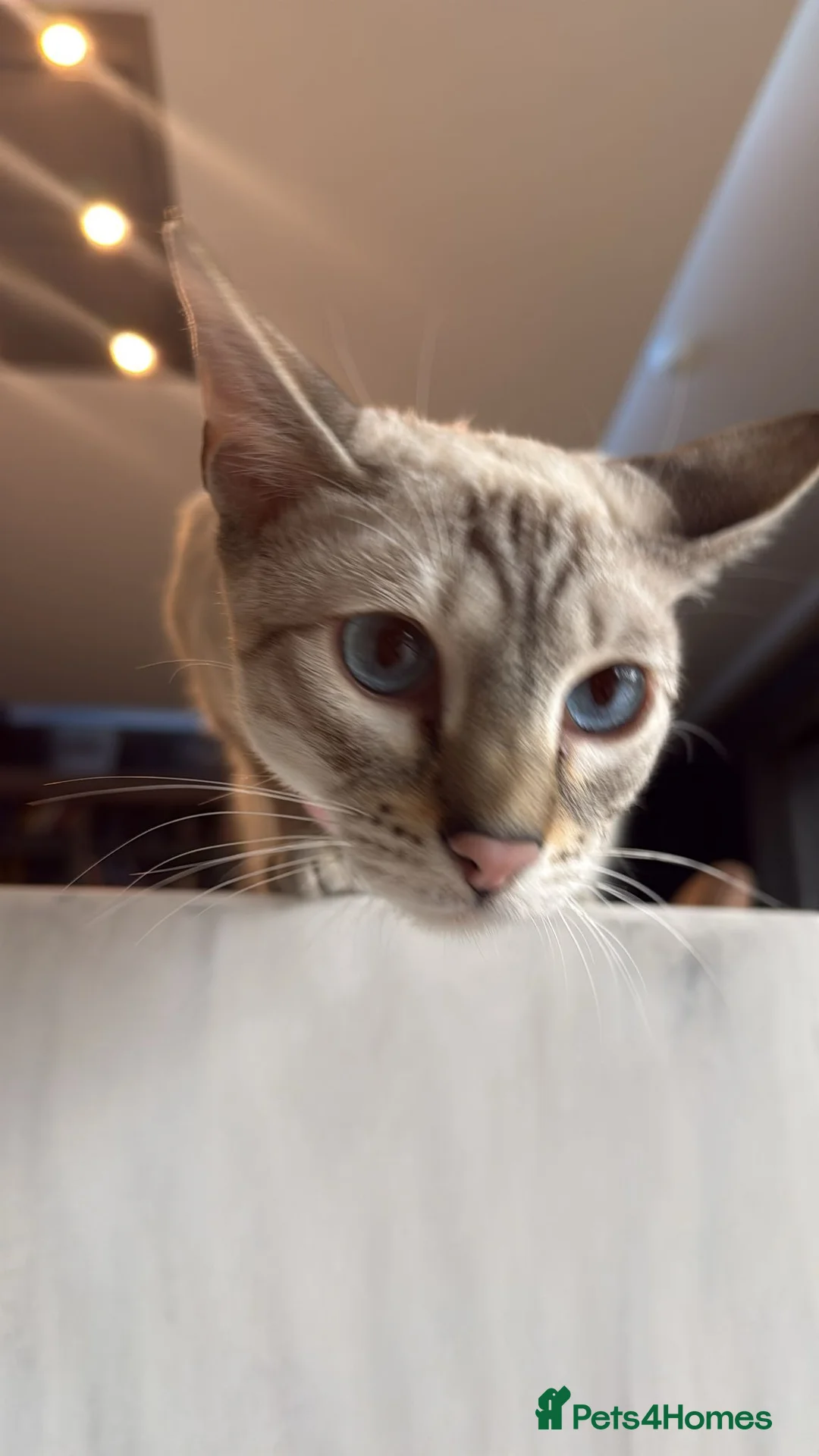 Bengal cats for sale: ☁️ BENAMESE KITTENS DUE AUGUST ☁️ - Advert 16