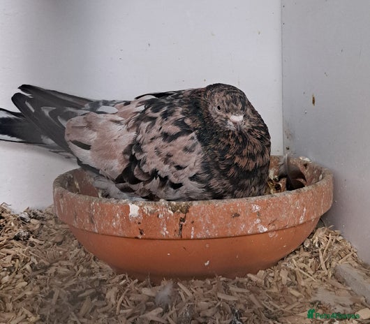 Pigeons birds - Advert 6