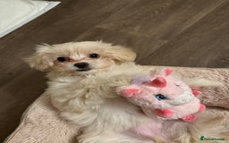 Maltese dogs for sale: Maltese puppies Honey and Skye - Image 1