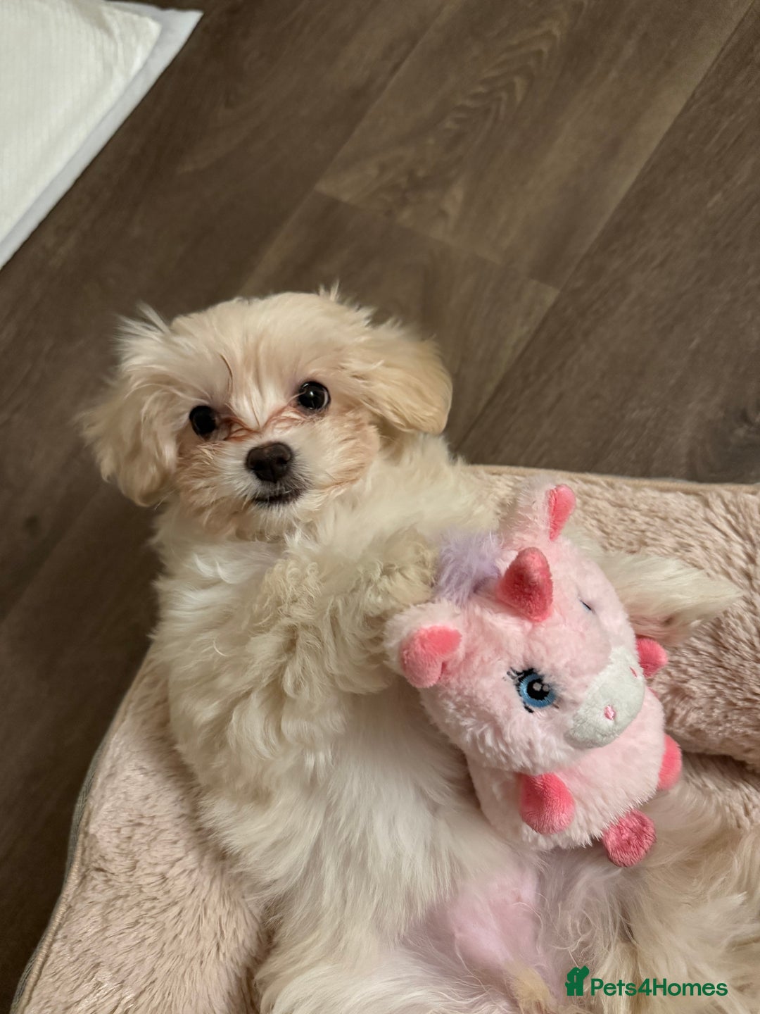 Maltese dogs for sale: Maltese puppies Honey and Skye - Image 1