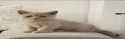 British Shorthair cats for sale: British short-hair kittens - Advert 3