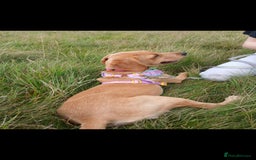 Cockerdor dogs for sale: Shelly may cockerdor  - Image 2