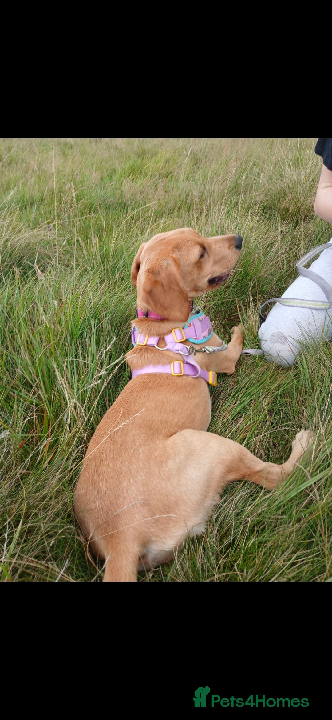 Cockerdor dogs for sale: Shelly may cockerdor  - Image 2