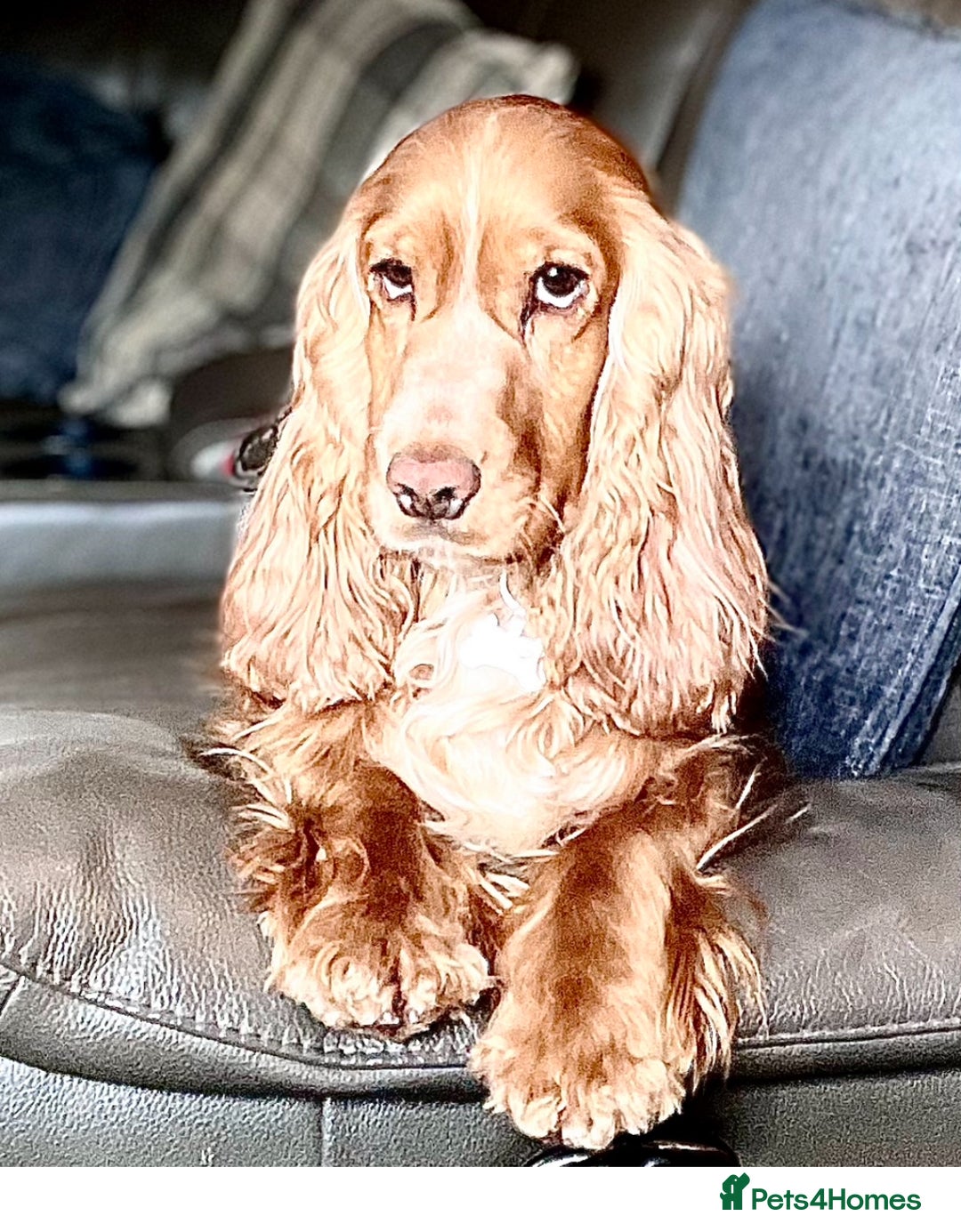 Gallery Image {{count}}