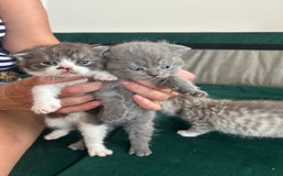 Scottish Fold cats for sale: For sale Scottish fold kitties  - Image 10