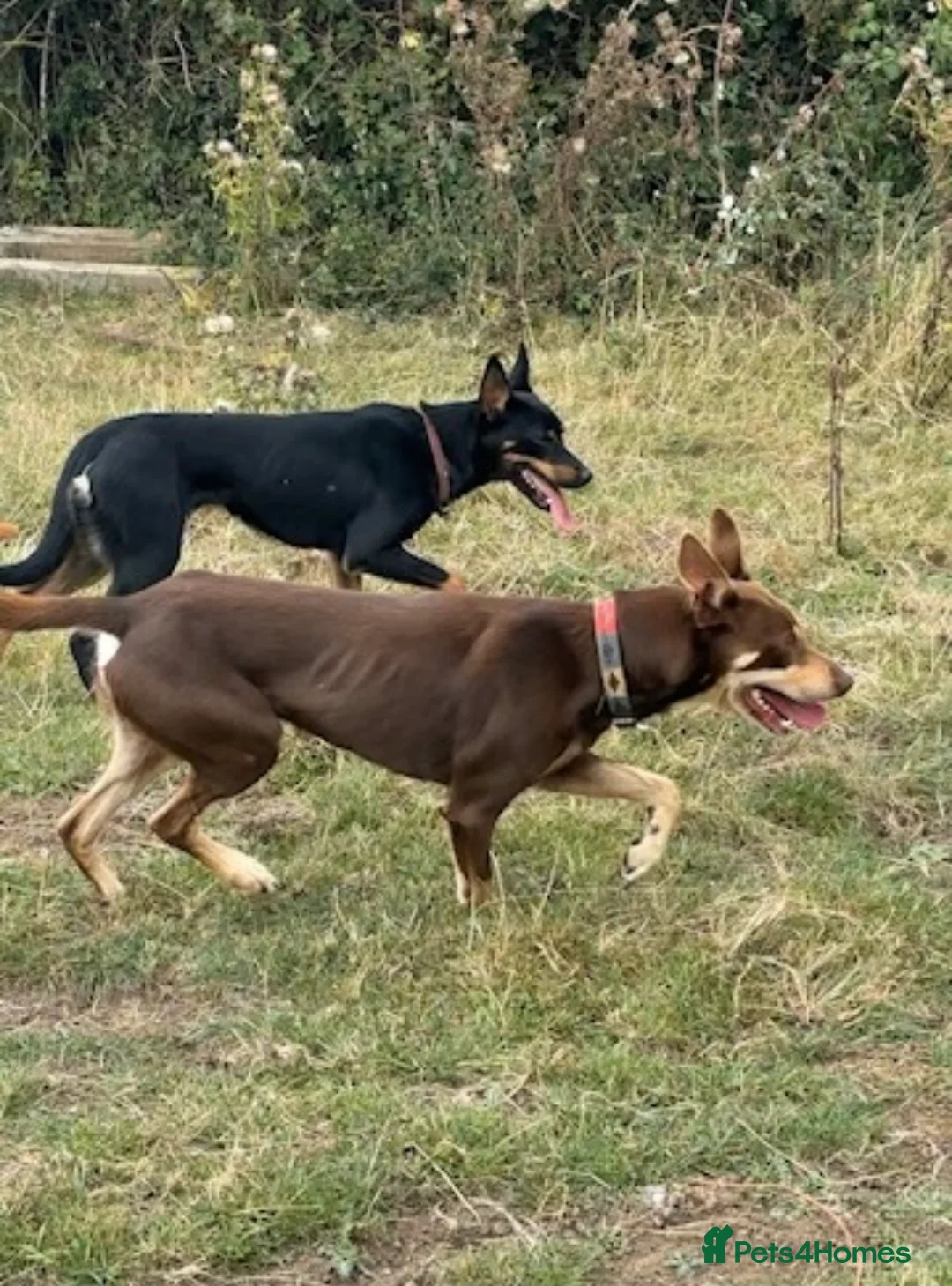 Australian Kelpie dogs for sale: Retired working dog  - Advert 4