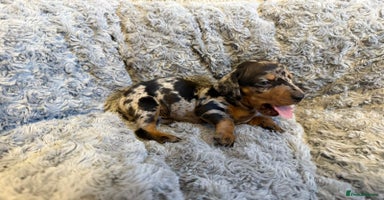 Miniature Dachshund dogs - Advert 4