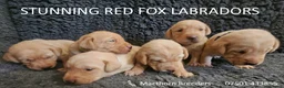 Labrador Retriever dogs for sale: Stunning Red Fox Labs-Health checked, KC Reg, FTCH - Advert 1