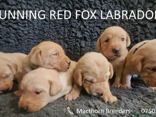 Labrador Retriever dogs Stunning Red Fox Labs-Health checked, KC Reg, FTCH - Advert 16
