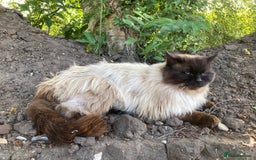 Ragdoll cats for sale: Ragdoll Kittens in Boston - Image 25