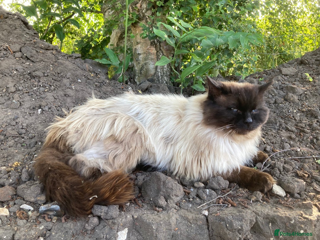 Ragdoll cats for sale: Ragdoll Kittens in Boston - Image 25