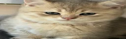 Brazilian Shorthair cats for sale: 2 Girls | Fully Pedigree British Shorthair | GCCF  - Advert 4