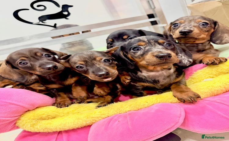 Miniature Dachshund dogs Beautiful bunch of girls 🩷✨ Kc mini pups   - Advert 14