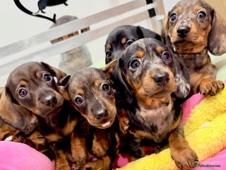 Miniature Dachshund dogs Beautiful bunch of girls 🩷✨ Kc mini pups - Advert 11