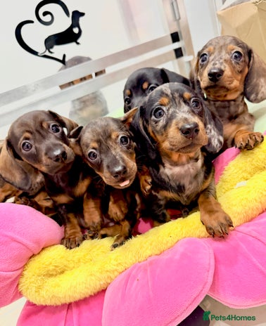 Miniature Dachshund dogs Beautiful bunch of girls 🩷✨ Kc mini pups - Advert 9