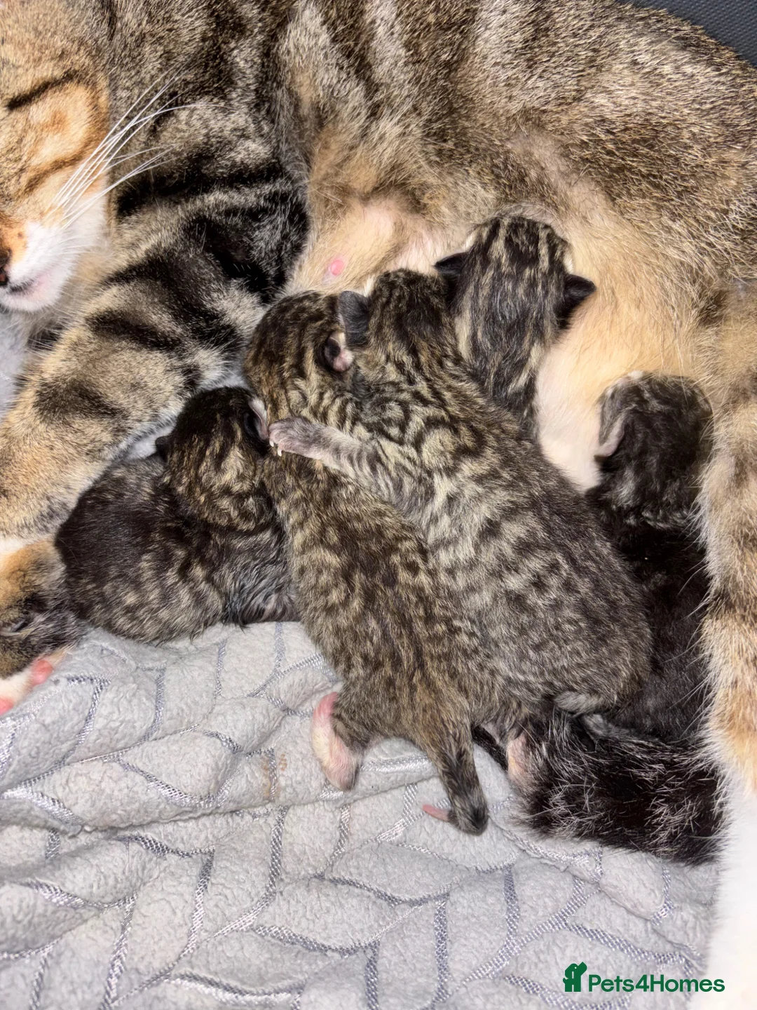 Mixed Breed cats for sale: 5 gorgeous tabby kittens for sale - Advert 2