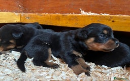 Rottweiler dogs for sale: Top Quality Rottweiler Puppies - Image 10