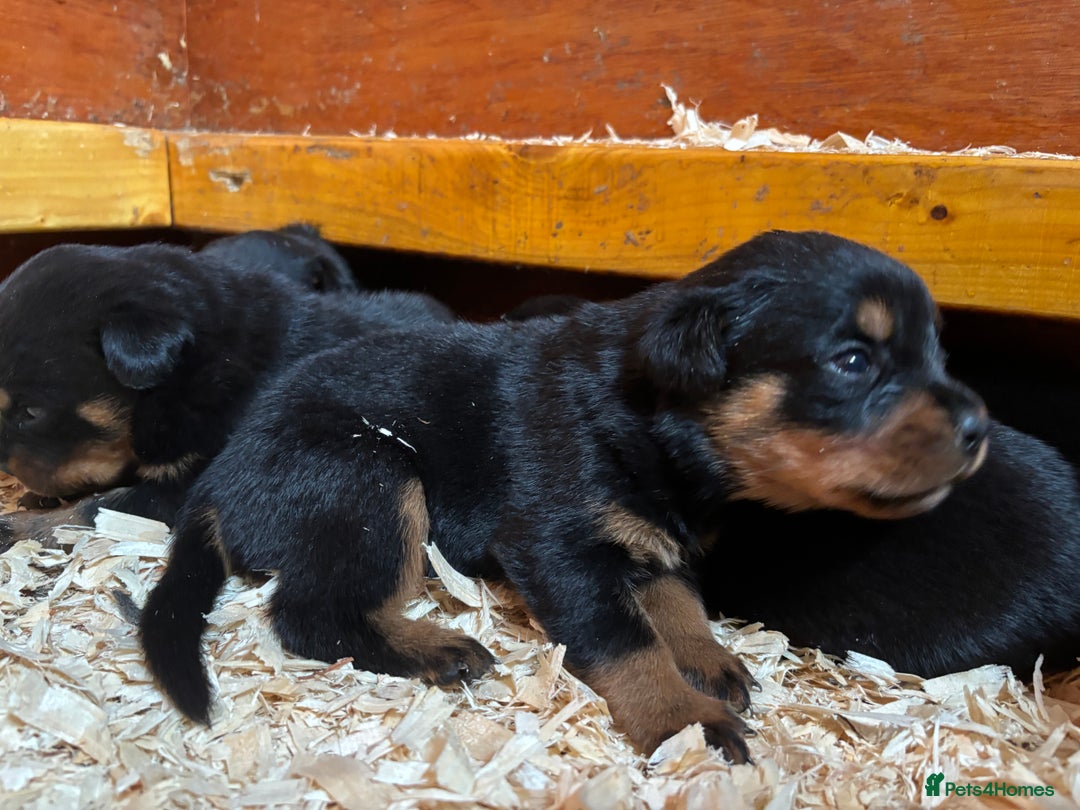 Rottweiler dogs for sale: Top Quality Rottweiler Puppies - Image 10