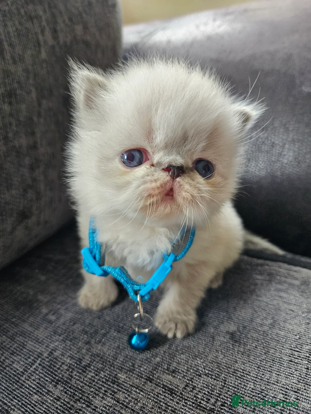 Persian cats for sale: 😻Stunning Pedigree Persian Kittens 😻 - Advert 3