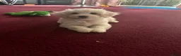Bichon Frise dogs for sale: Beautiful Bichon boy ready for his forever home.  - Advert 9