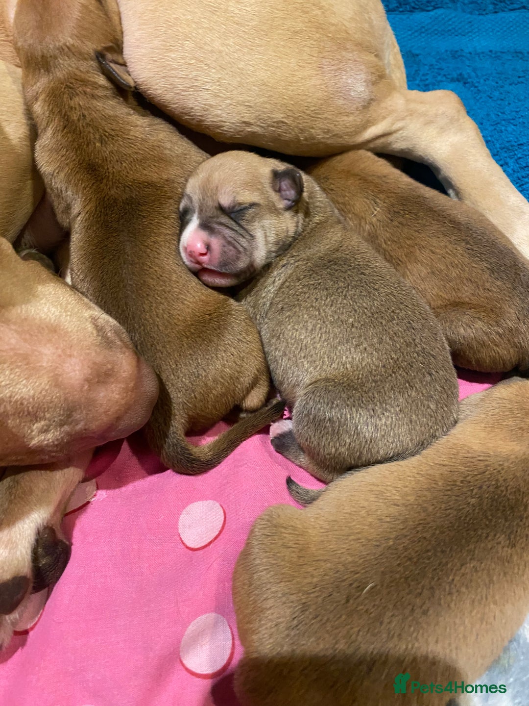 Staffordshire Bull Terrier dogs for sale: Beautiful Staffordshire bull terrier puppys. 🐾 - Image 1