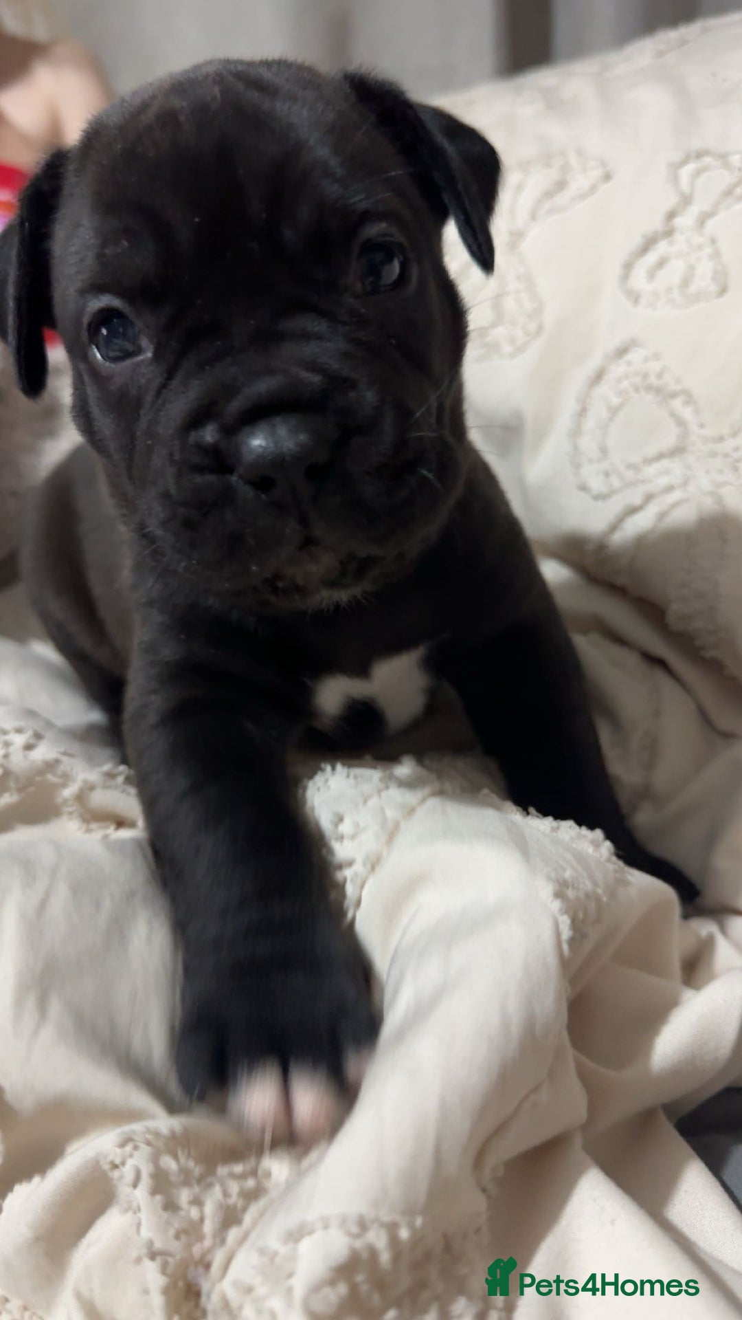 Mixed Breed dogs for sale: 2 dogue de Bordeaux x cane corso puppies - Advert 2