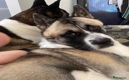 Akita dogs for sale: Beautiful American Akita Puppies  - Advert 9