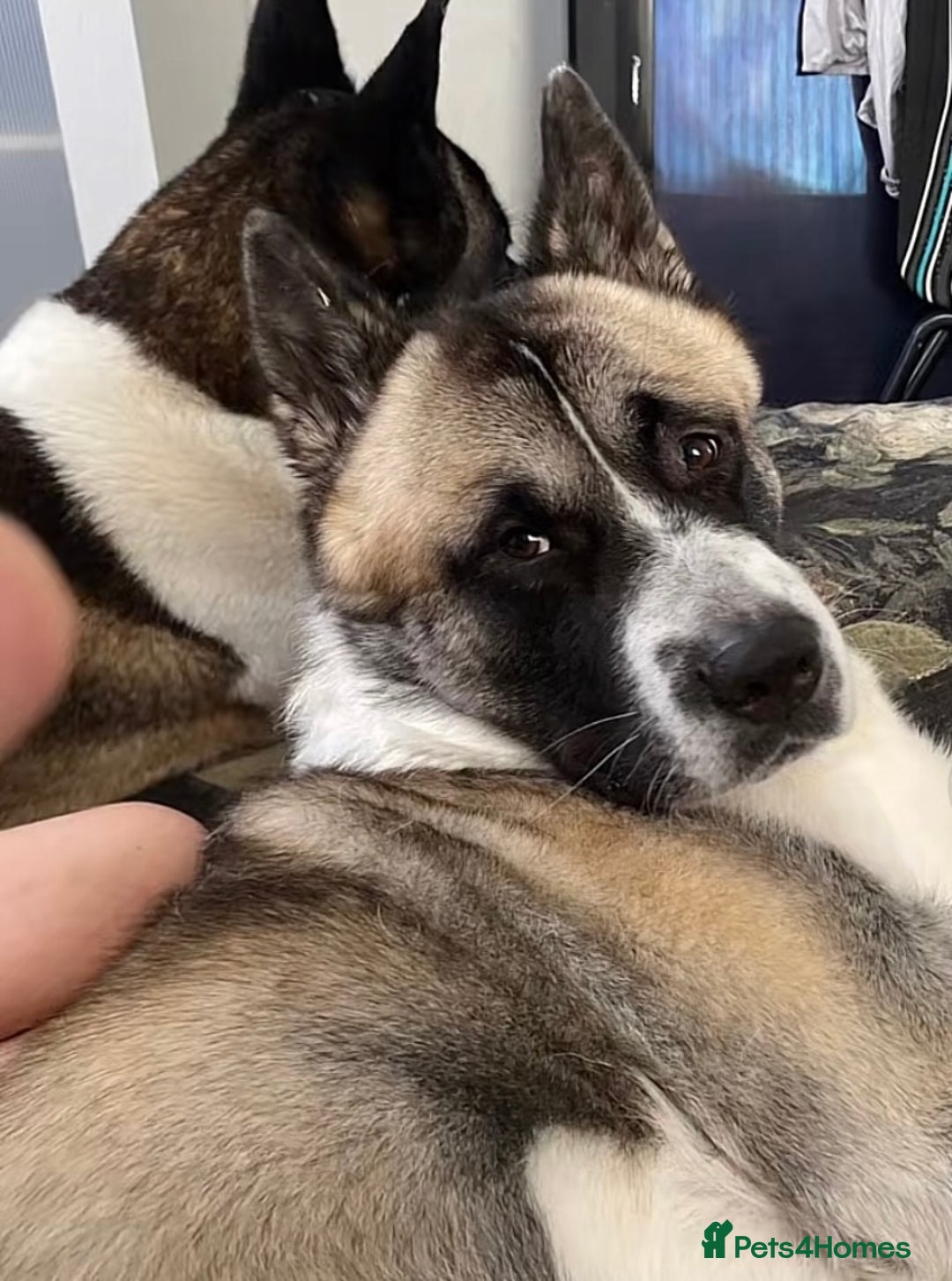 Akita dogs for sale: Beautiful American Akita Puppies  - Advert 9