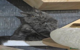 Maine Coon cats for sale: Gccf registered maine coon girl - Image 3