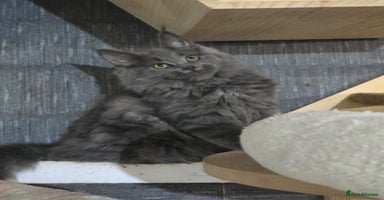 Maine Coon cats - Advert 12