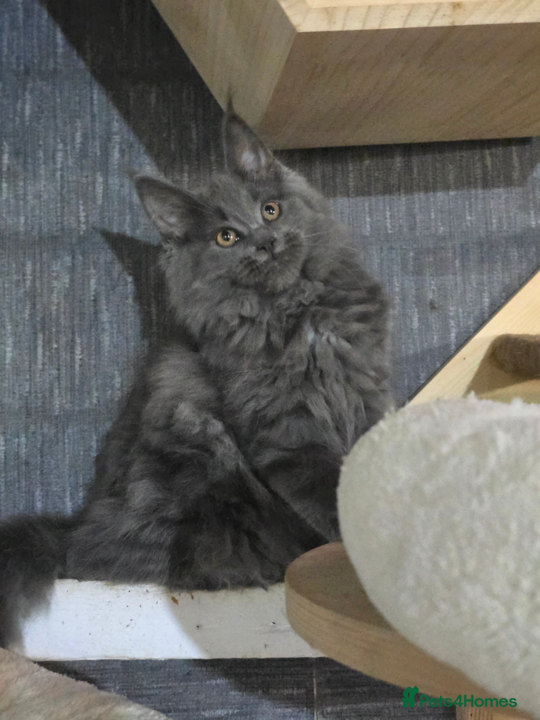 Maine Coon cats for sale: Gccf registered maine coon girl - Image 3