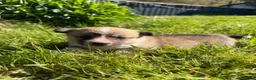 Welsh Corgi Pembroke dogs for sale: Pembrokeshire Corgi Girls - Advert 5