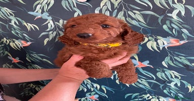 Labradoodle dogs - Advert 10