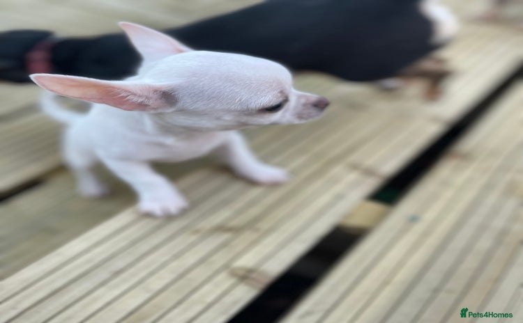 Chihuahua dogs KC Chihuahuas 🇬🇧 bloodline 5 🌟 - Advert 12