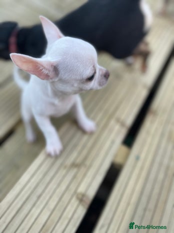 Chihuahua dogs KC Chihuahuas 🇬🇧 bloodline 5 🌟 - Advert 12