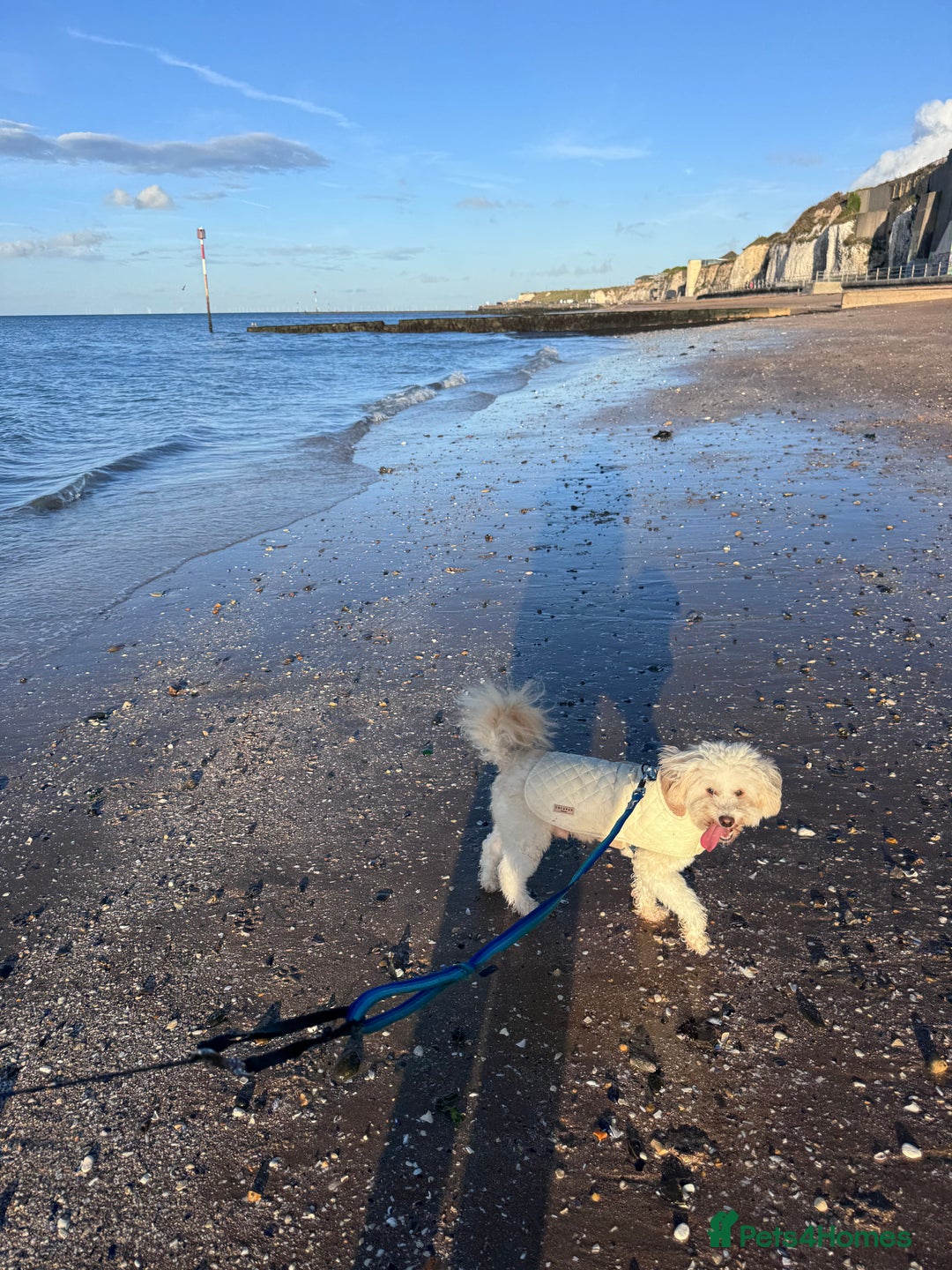 Maltipoo dogs for sale: Maltipoo boy  - Image 2