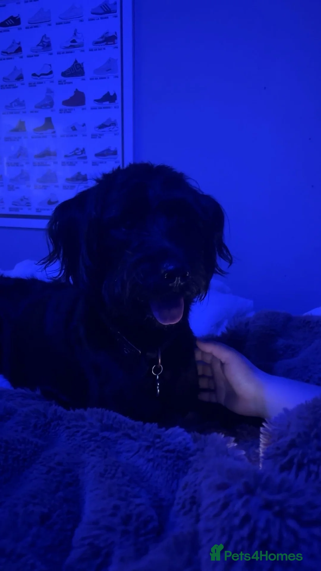 Labradoodle dogs for sale: Beautiful Black Labradoodle - Advert 4