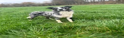 Border Collie dogs for stud: Blue Merle Stud  - Advert 7