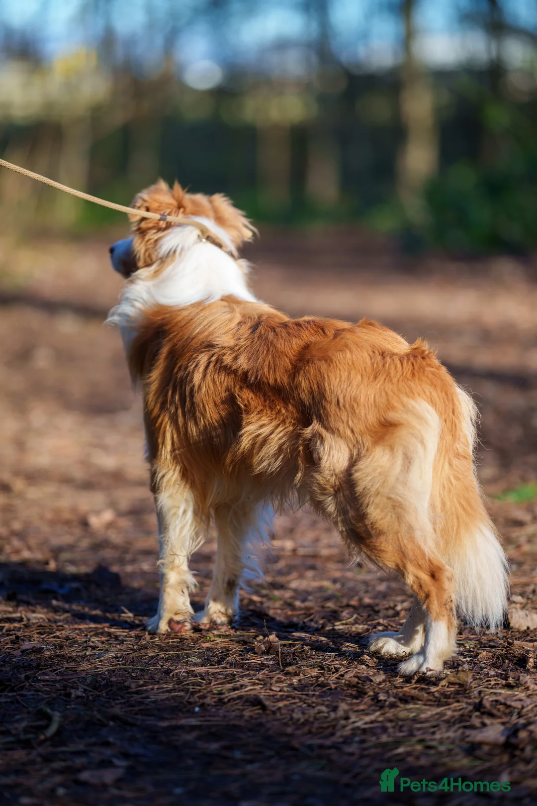 Border Collie dogs for stud: KC REG FULLY HEALTH TESTED EE RED/GOLD STUD  in Doncaster - Advert 12