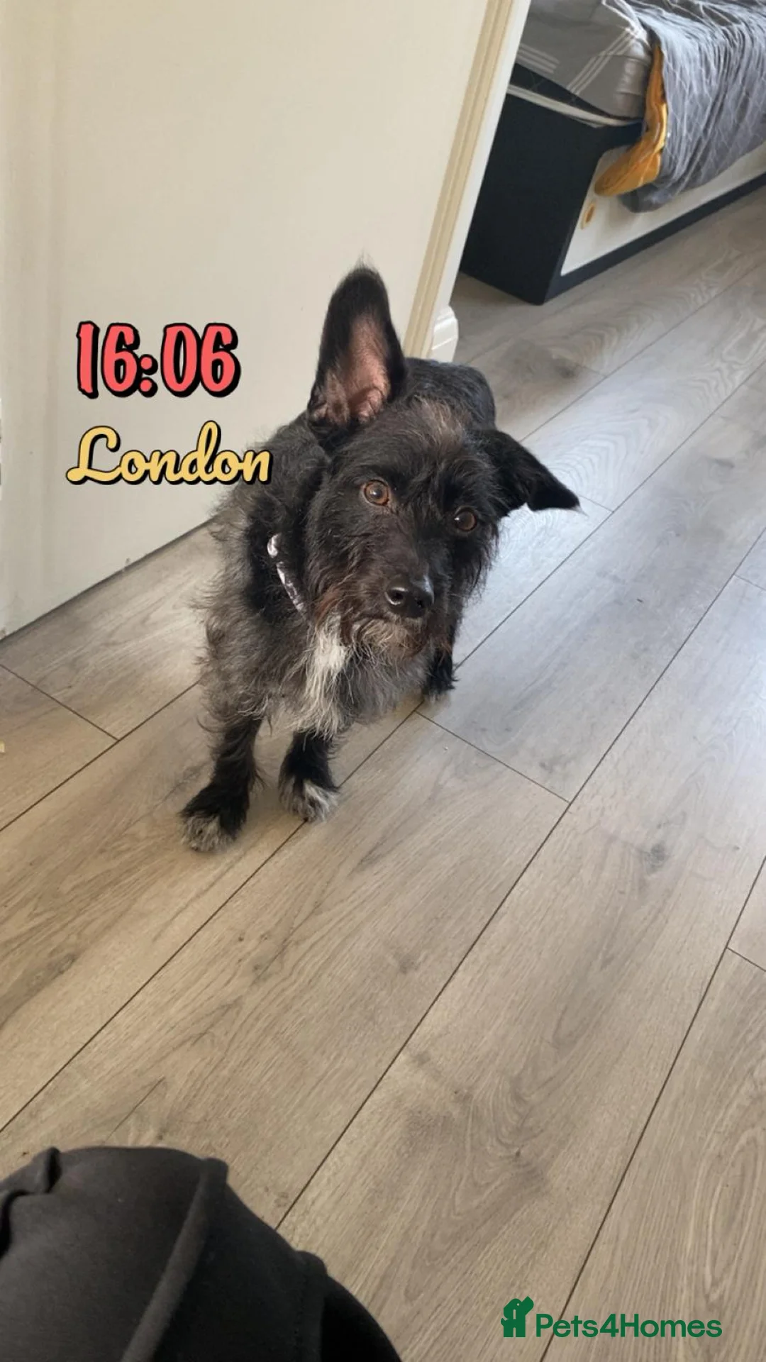 Jackapoo dogs for sale: Rex is looking for his new forever home. - Advert 2