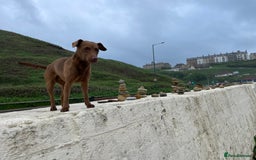 Patterdale Terrier dogs for sale: Parrerdale - Image 3