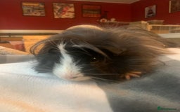 Guinea Pig rodents for sale: Re homing two friendly guinea pigs - Image 2