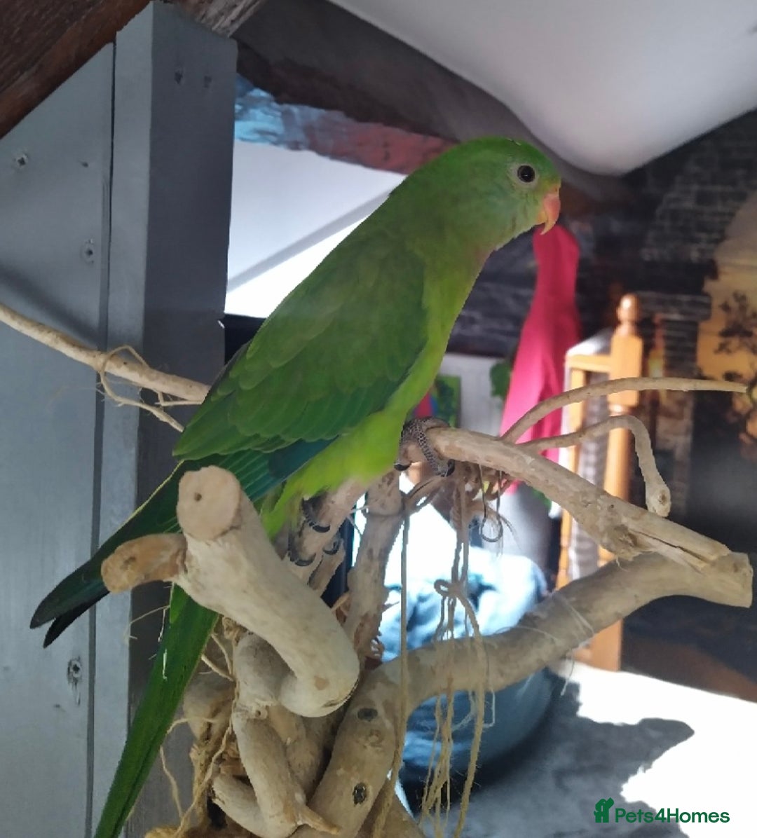 Parrots birds for sale: Silly tame female DNA sexed Barraband parrot. - Advert 5