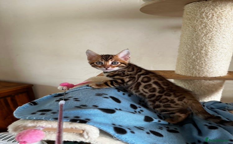 Bengal cats - Advert 4