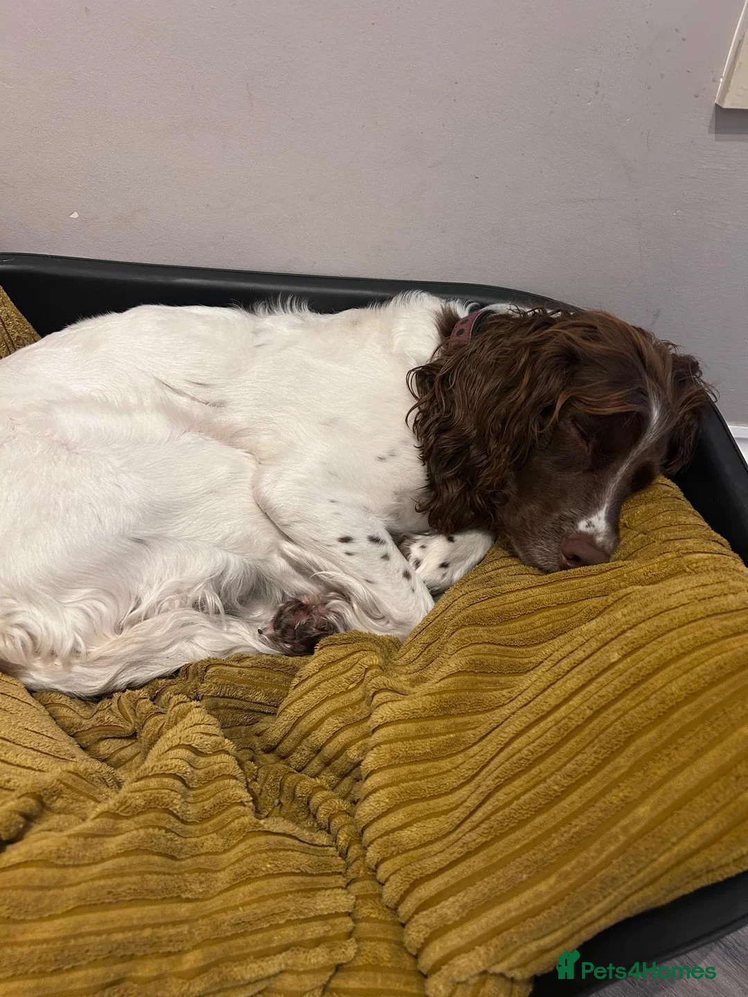 English Springer Spaniel dogs for sale: English springer spaniel puppies - Advert 5