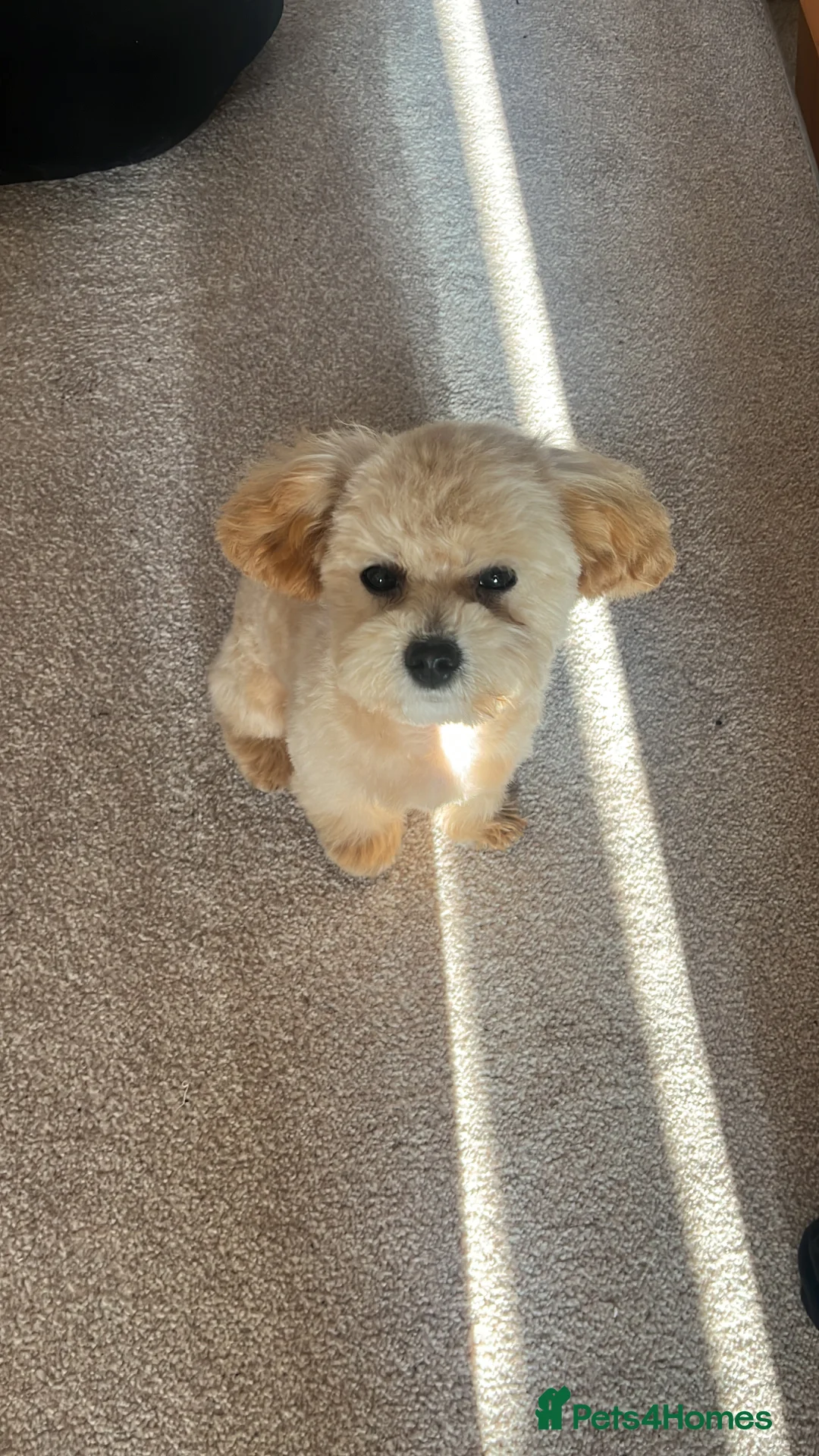 Maltipoo dogs for stud: Maltipoo STUD   in Luton - Advert 2